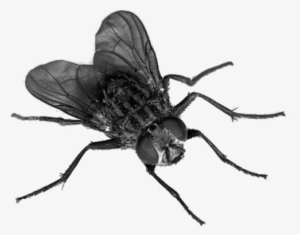 Mosca Png Transparente Stickpng - Fly Transparent #1047991