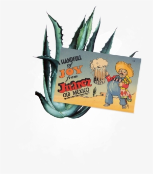 1 Bottle Of Coronita 2 Oz - 83 Oranges Canvas Prints - Agave Pattern #1048377