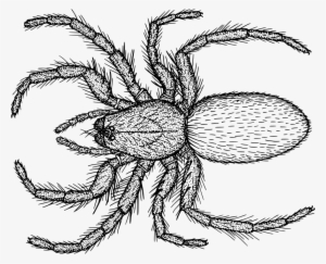 Clipart Royalty Free Library Line At Getdrawings Com - Sepder Line Art #1049345