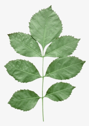 Leaf - Alpha To Coverage #1049986