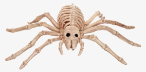 Mini Skeleton Spider - Spider Bone #1050080