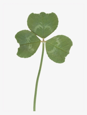 Vegetation Clover 02 - Vegetation #1050271