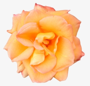 Mainpicture - Garden Roses #1050764