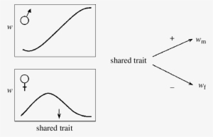 A Path Diagram Illustrating The Sign Of The Correlation - Diagram #1050809