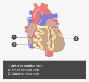 Test Yourself Image For The Anterior View Of The Cardiac - Auricles Of The Heart #1051969