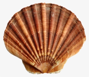 Pngpix Com Sea Shell Png Transparent Image 1 - Shell Transparent #1052522