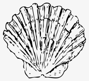 Conch Shell Clip Art - Shells Clipart Black And White #1052593