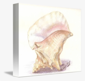 Drawing Shell Study - Sketch #1052655