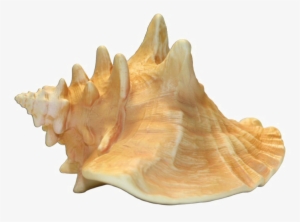 Conch Shell Transparent Image - Conch Png #1052804