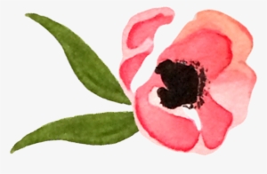 Common Peony #1052990