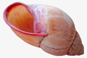Shell Download Png - Sea Object #1053523