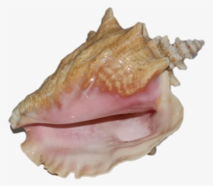 Conch-shell #1053840
