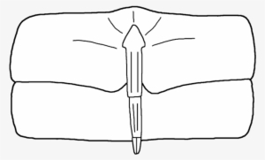 Nanahughmilleria Norvegica Genital Appendage - Illustration #1054052