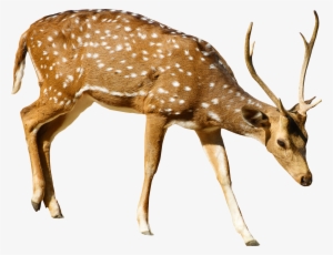 Brown Deer With White Spots Standing Png Image - Deer Transparent Png File #1058091