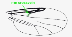No Pale Spot Cover The R-m Crossvein - Culicoides #1058787