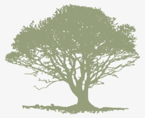 Single Light Green Tree - Tree From The Left Side #1059404