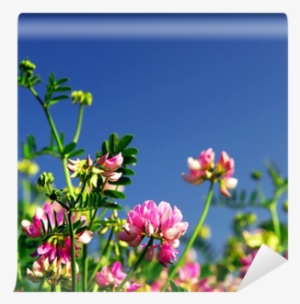 Summer Meadow Background With Blooming Pink Flowers - Red Clover #1059433