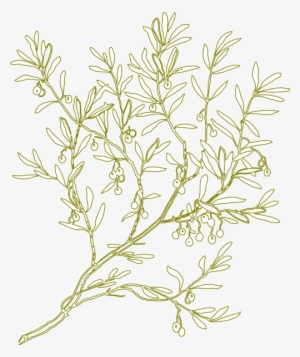 How To Set Use Green Olive Tree Clipart #1059434
