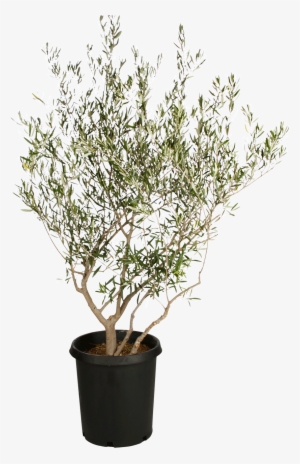 Fruitless Olive Tree - Fruitless Live Olive Trees #1059463