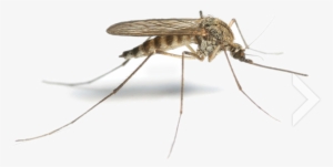 Mosquito Png Hd - Mosquito #1059716