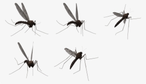 Mosquito Transparent Background #1059720