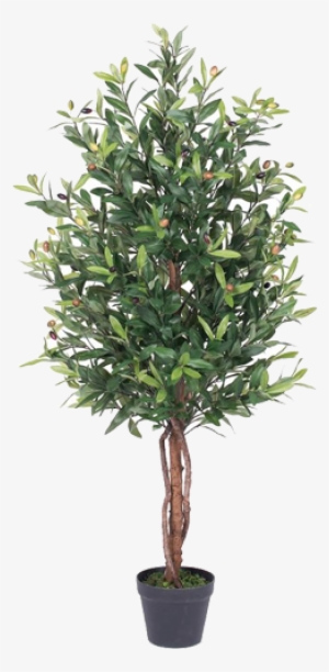Olive Tree In Pot #1059740