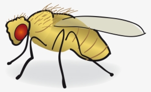 Drosophila Drawing Easy - Fruit Fly Drawing #1059787