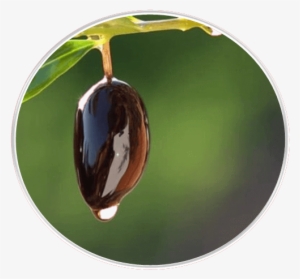 Olive Products Olive Tree - Olive #1059808