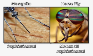 The Mostquito Is Like Modern Day Medical Equipment - Get The Swatter: A Look At Flies (nematocera Suborder) #1059810