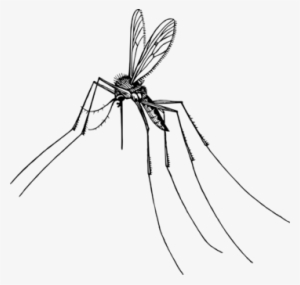 Mosquito Insect Gnat Fly Computer Icons - Gnat Png #1059934