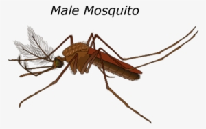Male Mosquito Malaria Bug Pest Wildlife Fl - Mosquitos Machos Y Hembras #1059953
