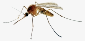 Hr Mosquitoes - Mosquito In The Uk #1060130