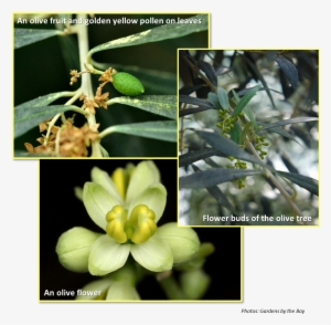 Flowers And Fruits Of Olive Tree - Olive Flowers To Fruit #1060408