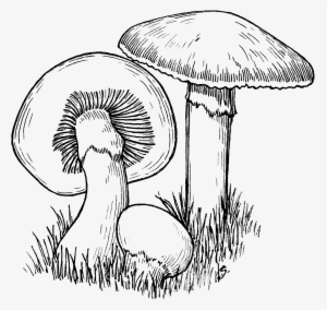 Jpg Freeuse Majestic Mushrooms Oscar The Grouch Diaz - Mushroom Drawing Png #1060742