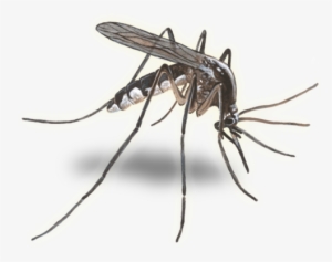 Mosquito Transparent Background #1060807