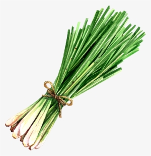Lemongrass Lemongrass Oil - Lemon Grass Illustration #1060893