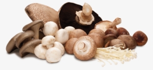 The Magic Of Mushrooms #1060918