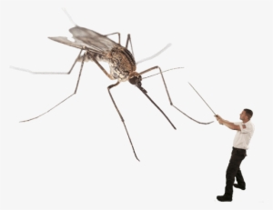 Mosquitovscj - Mosquitoes Massachusetts #1060919