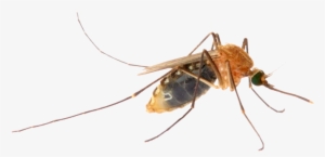 Mosquito #1060939