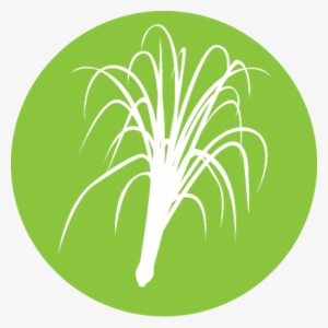 Fazenda Lemongrass Fields - Lemongrass #1060961