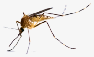 Mosquitos #1061000