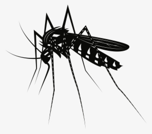 Big Image - Mosquitoes Con Fondo Blanco Y Negro #1061219