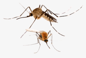 Are You Having Problems With Mosquito In Your Home - Mosquito Anopheles #1061223