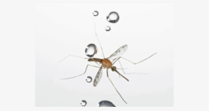 Mosquito - Mosquito De Chuva #1061236