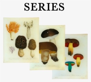 Mushroom #1061369