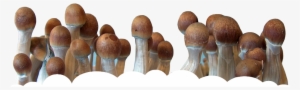 Magic Mushroom Png - Magic Mushrooms Png #1061440