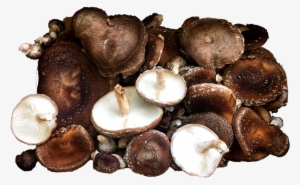 Shiitake Mushrooms - Shiitake #1061499