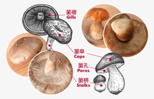 Compare With Shiitake Mushrooms , Boletes (right) Have - Penny Bun #1061934