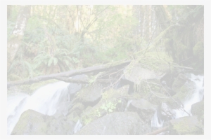 © Camp R&r Backdrop-fade - Old-growth Forest #1062906