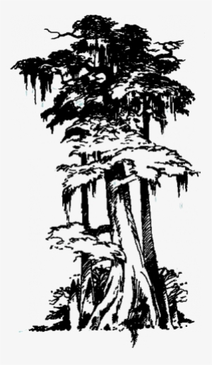 Tree Height - 100 - 00-150 - 00 Feet - Drawings Of Cypress Trees #1063561
